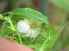 Misumenops callinurus