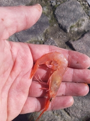 Parapenaeus longirostris