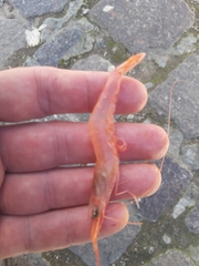 Parapenaeus longirostris