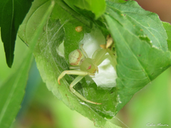 Misumenops callinurus