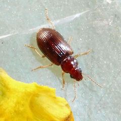 Bradycellus harpalinus