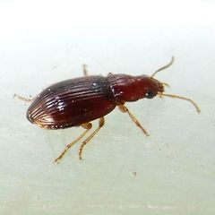 Bradycellus harpalinus