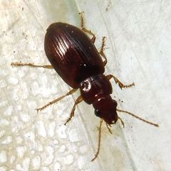 Bradycellus harpalinus