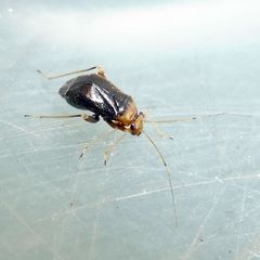 Halticus luteicollis