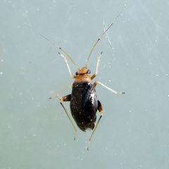 Halticus luteicollis
