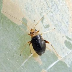 Halticus luteicollis