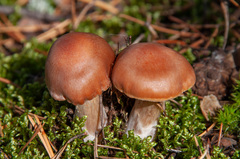 Cortinarius armeniacus