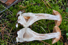 Cortinarius armeniacus