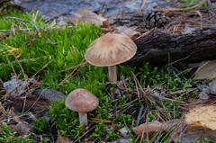 Cortinarius armeniacus