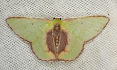 Synchlora astraeoides