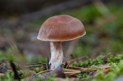 Cortinarius armeniacus