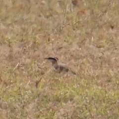 Cursorius coromandelicus