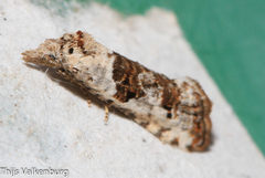 Phtheochroa simoniana