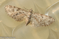 Eupithecia ultimaria