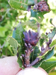 Phyllodiplosis cocciferae