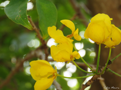 Chamaecrista ensiformis