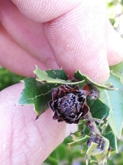 Phyllodiplosis cocciferae