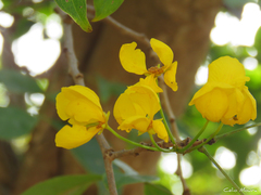 Chamaecrista ensiformis