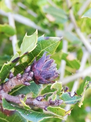 Phyllodiplosis cocciferae