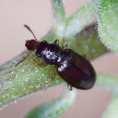 Salpingus planirostris