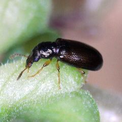 Salpingus planirostris