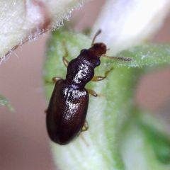 Salpingus planirostris