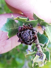 Phyllodiplosis cocciferae