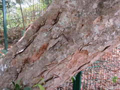 Chamaecrista ensiformis