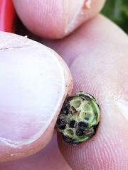 Phyllodiplosis cocciferae