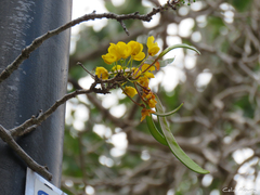 Chamaecrista ensiformis