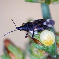 Temnostethus pusillus