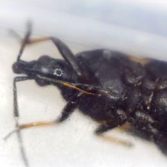 Temnostethus pusillus