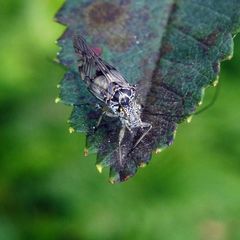 Psococerastis gibbosa