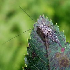 Psococerastis gibbosa