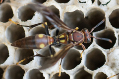 Polistes simillimus