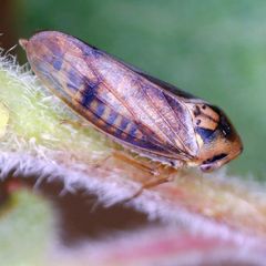 Macropsis fuscinervis