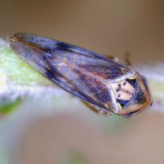 Macropsis fuscinervis