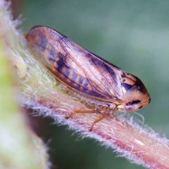 Macropsis fuscinervis