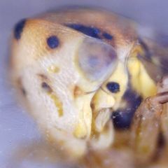 Macropsis fuscinervis