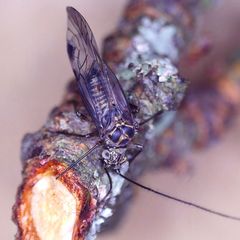 Psococerastis gibbosa