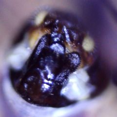 Psococerastis gibbosa