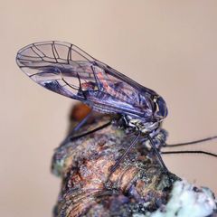 Psococerastis gibbosa