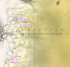 Otidea subformicarum