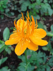 Trollius chinensis