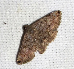 Toxonprucha pardalis