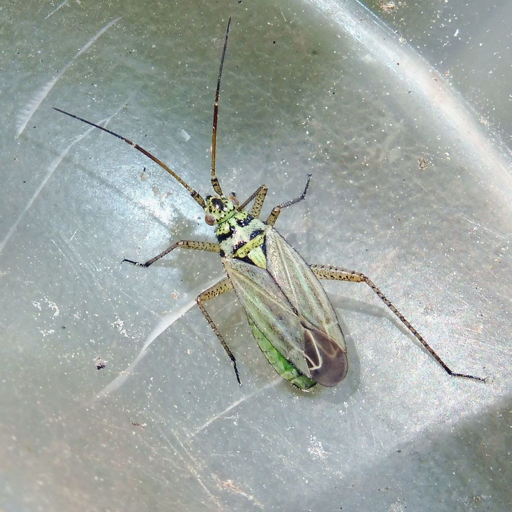 knapweed plant bug