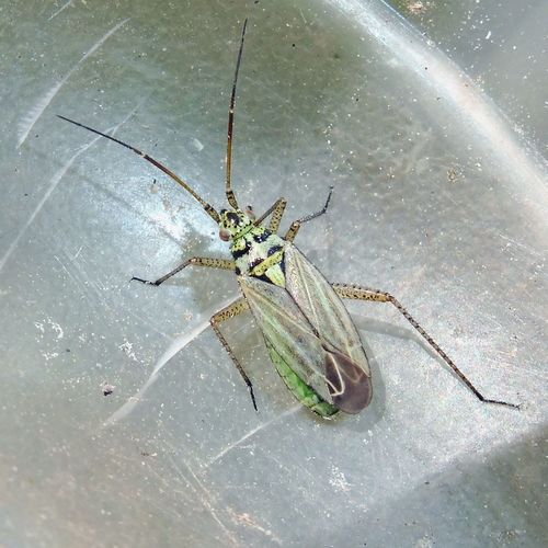 knapweed plant bug