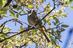 Leiothlypis crissalis