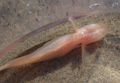 Typhlogobius californiensis