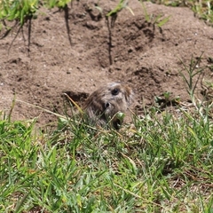 Ctenomys